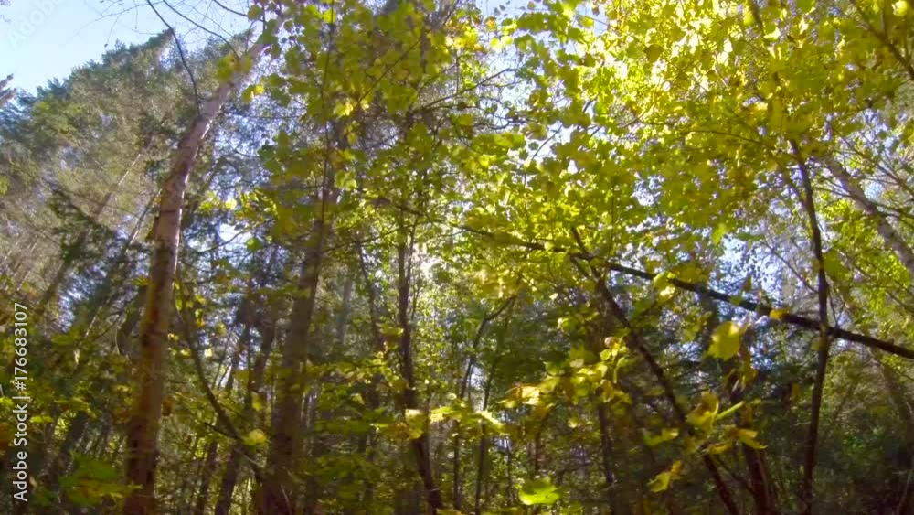 Walking through a forest in the early fall Walking through a forest in the early fall