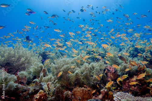 Philippines underwater fish scuba diving