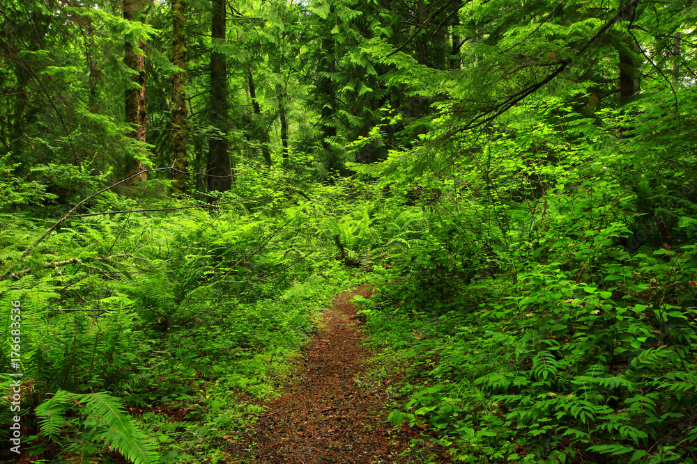 a picture of an Pacific Northwest forest tr