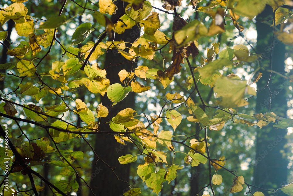 yellow fall leaves on branch selective focus yellow fall leaves on branch selective focus