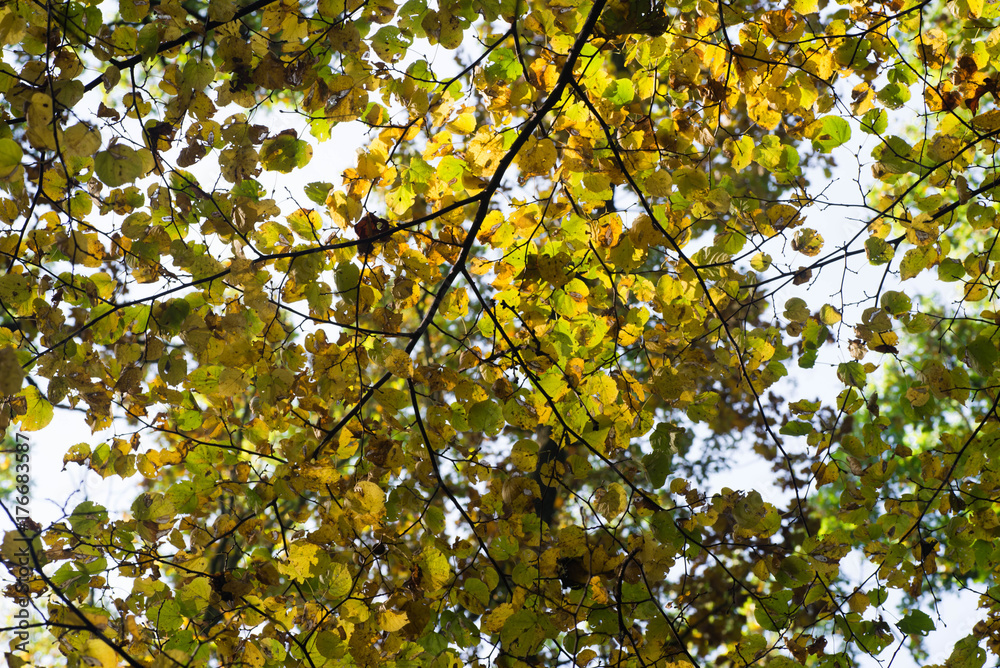 yellow fall leaves on branch selective focus yellow fall leaves on branch selective focus