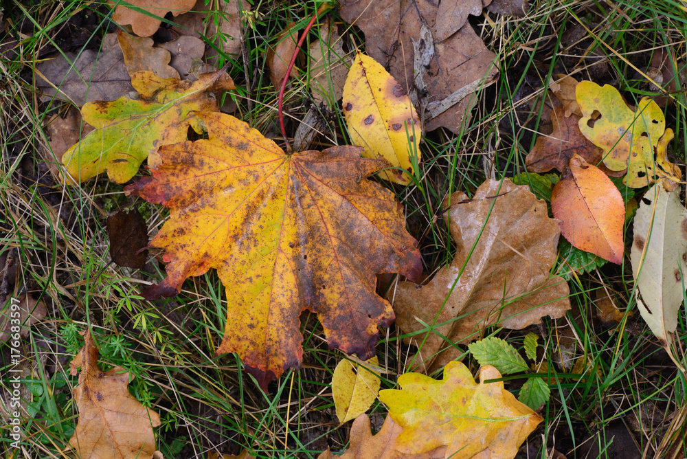 fall leaves on ground fall leaves on ground