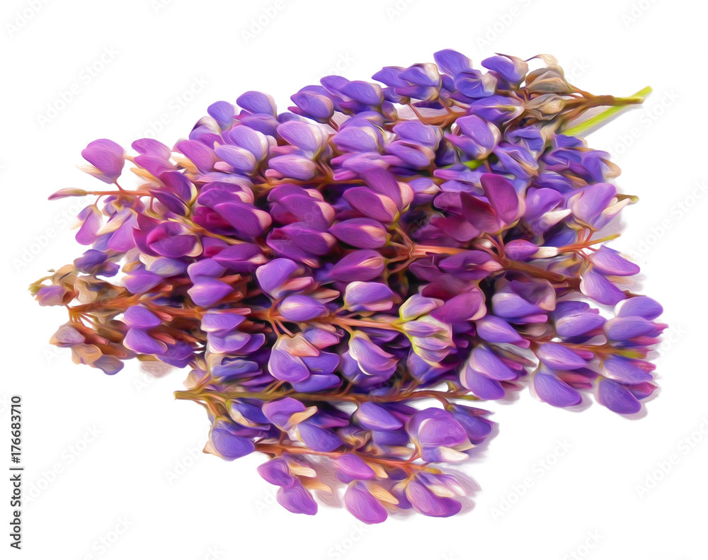 lupine, Herbaceous plant with bright purple red pink or blue flowers, digital painting lupine, Herbaceous plant with bright purple red pink or blue flowers, digital painting