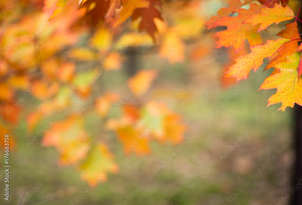 colorful fall leaves on branch selective focus colorful fall leaves on branch selective focus