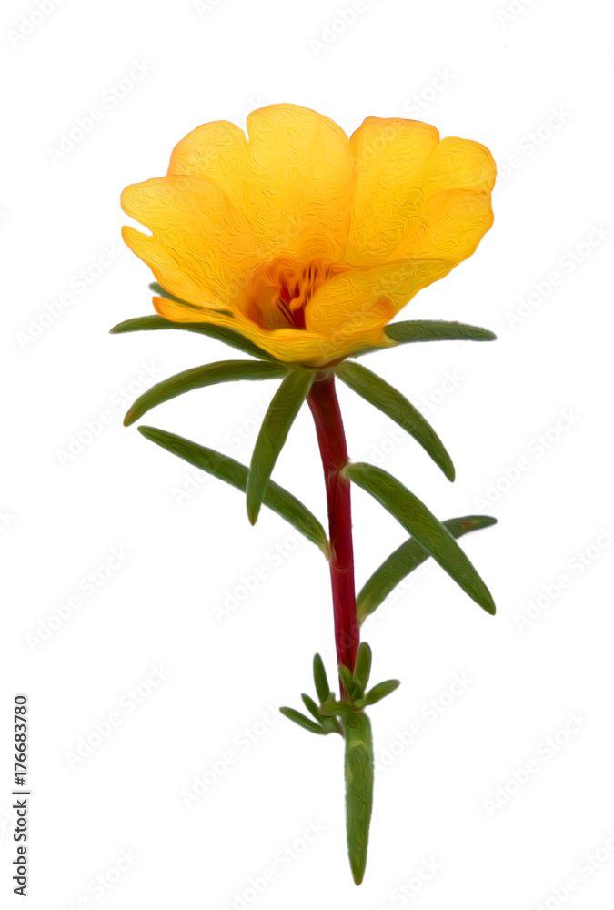 purslane flower isolated on white digital painting purslane flower isolated on white digital painting