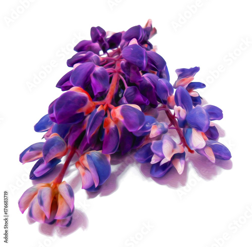 lupine  Herbaceous plant with bright purple red pink or blue flowers  digital painting