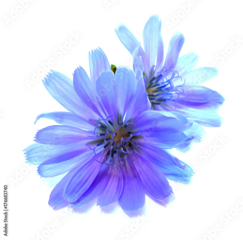drawing blue chicory flower isolated on white