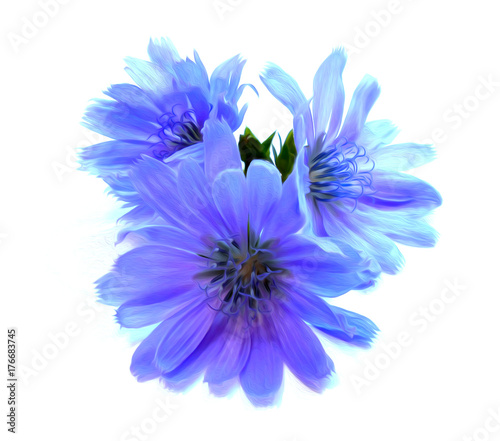 drawing blue chicory flower isolated on white