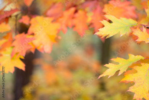 colorful fall leaves on branch selective focus
