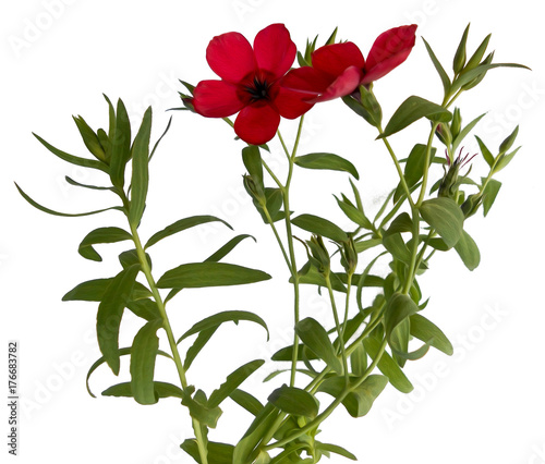 purslane flower isolated on white digital painting