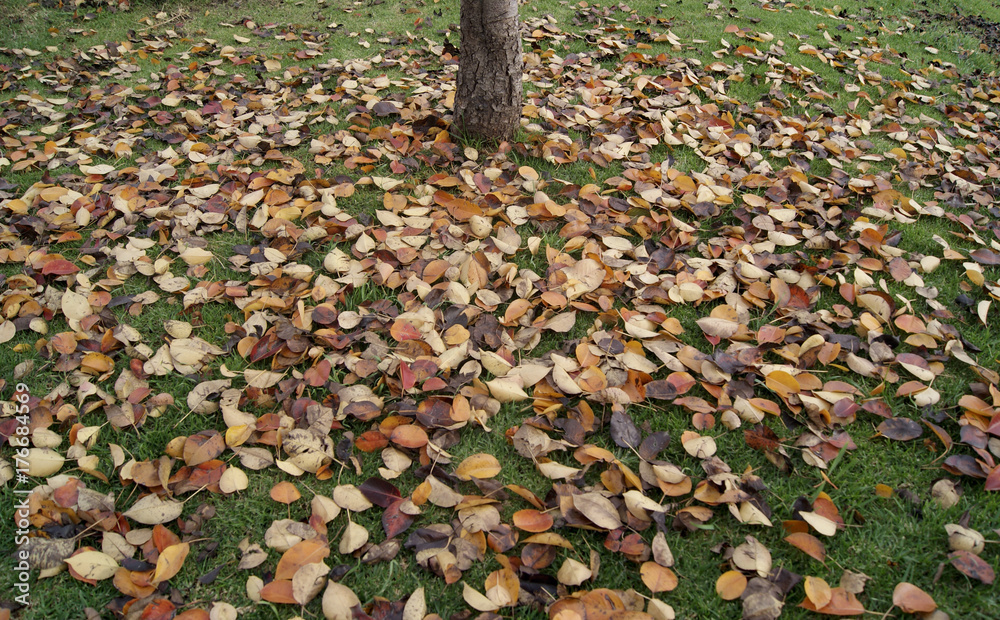 Dry leaves Dry leaves