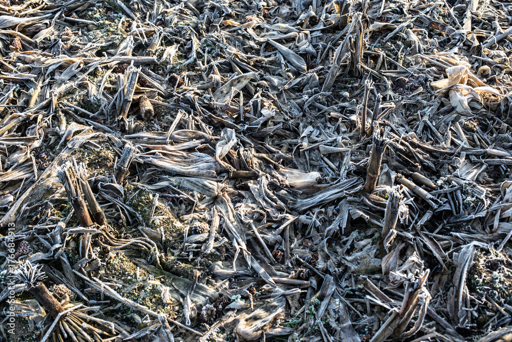 Winter field Winter field