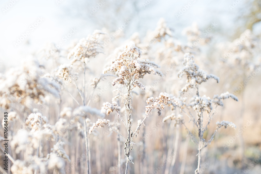 Winter field