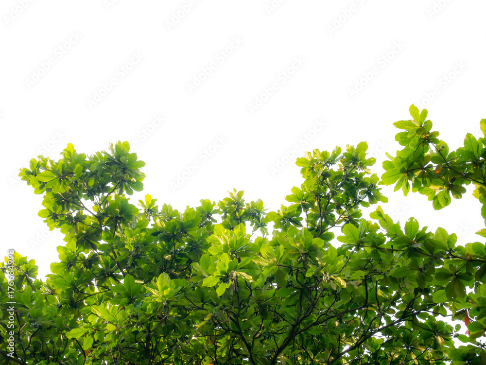 Fototapeta premium Green leaf and branches on white background