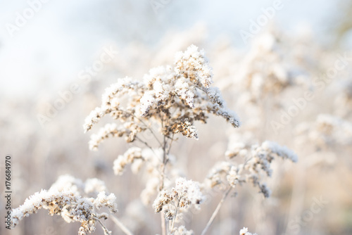 Winter field © bannkie