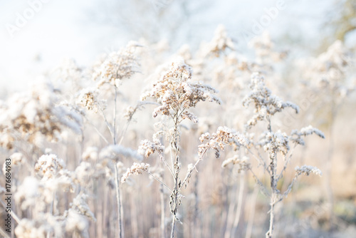 Winter field © bannkie