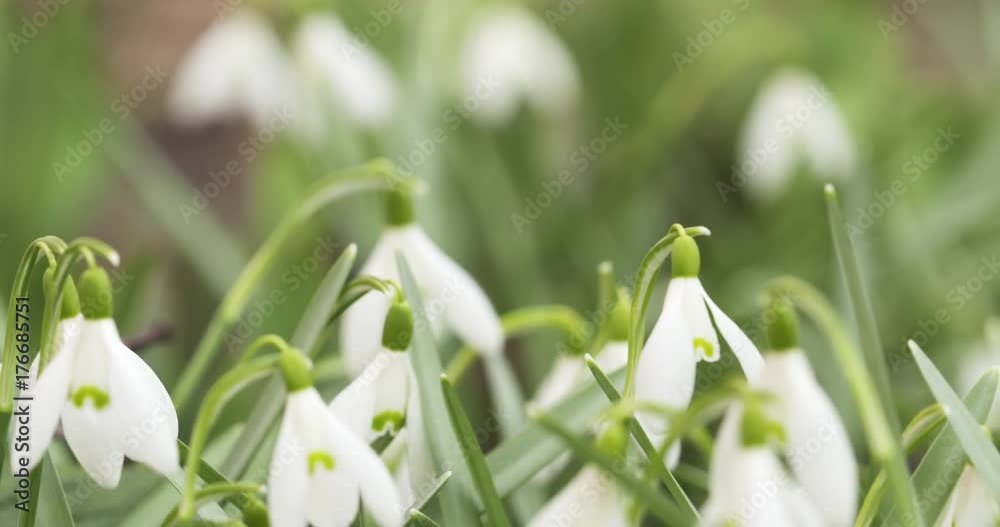 slow motion slide side snowdrops in spring morning