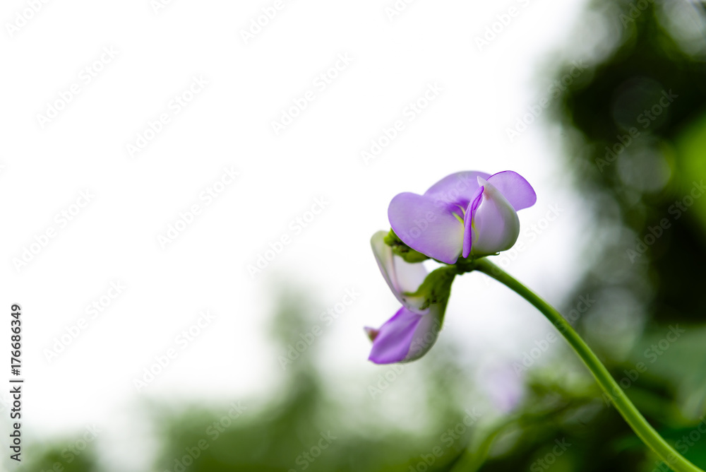 Purple flower of Cowpea tree and green leaves in garden,Organic yard long bean plant ,Vigna unguiculata