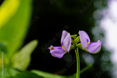 Fototapeta Naklejka Na Ścianę i Meble -  Purple flower of Cowpea tree and green leaves in garden,Organic yard long bean plant ,Vigna unguiculata