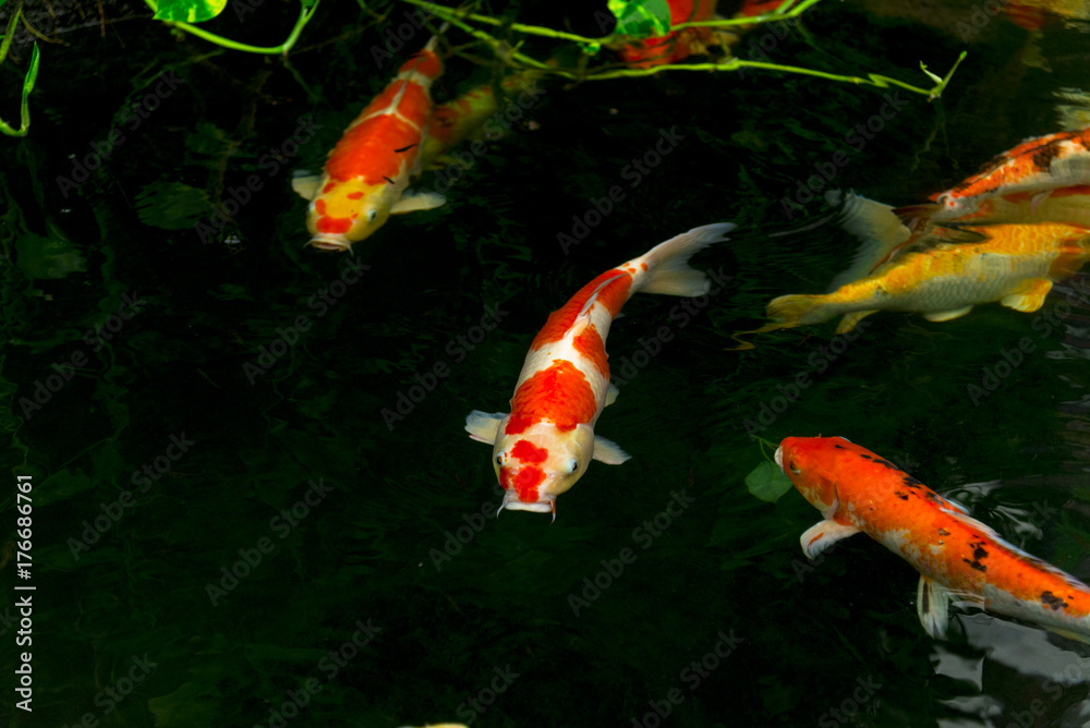 Obraz premium Carps Fish or carps swim in Pond, Movement of Swimming and Space, vivid Color , Selective Focus,Girl feeding milk for carps.
