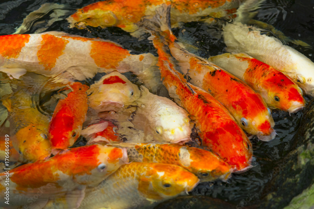 Carps Fish or carps swim in Pond, Movement of Swimming and Space, vivid Color , Selective Focus,Girl feeding milk for carps. Carps Fish or carps swim in Pond, Movement of Swimming and Space, vivid Color , Selective Focus,Girl feeding milk for carps.
