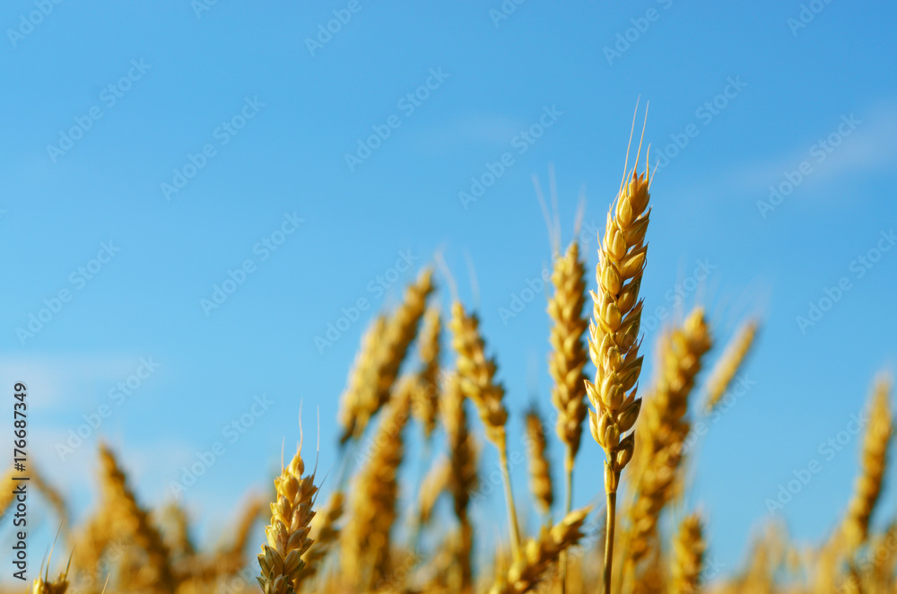 Wheat field under blue sky Wheat field under blue sky
