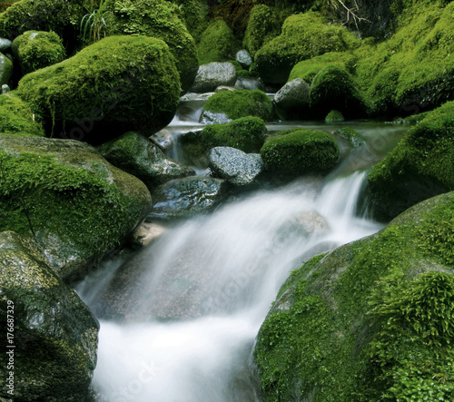 Peaceful nature stream, New Zealand.