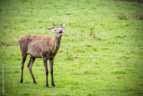 junger Hirsch auf der Wiese