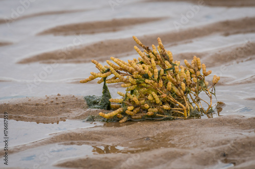 A samphire plant growing on the beach in the sand exposed with the tide out and seaweed on the stem