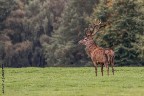 Fototapeta Naklejka Na Ścianę i Meble -  A red deer stag standing proud at a slight angle facing left  on grass land with trees as a background with copy space