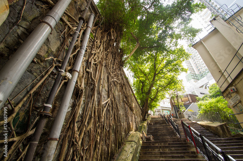 Chinese banyan trees, near Hollywood Road, Hong Kong