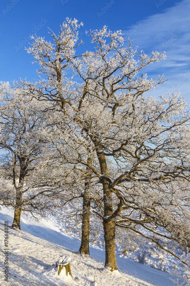 Hoarfrost covered oak trees in a winter landscape Hoarfrost covered oak trees in a winter landscape