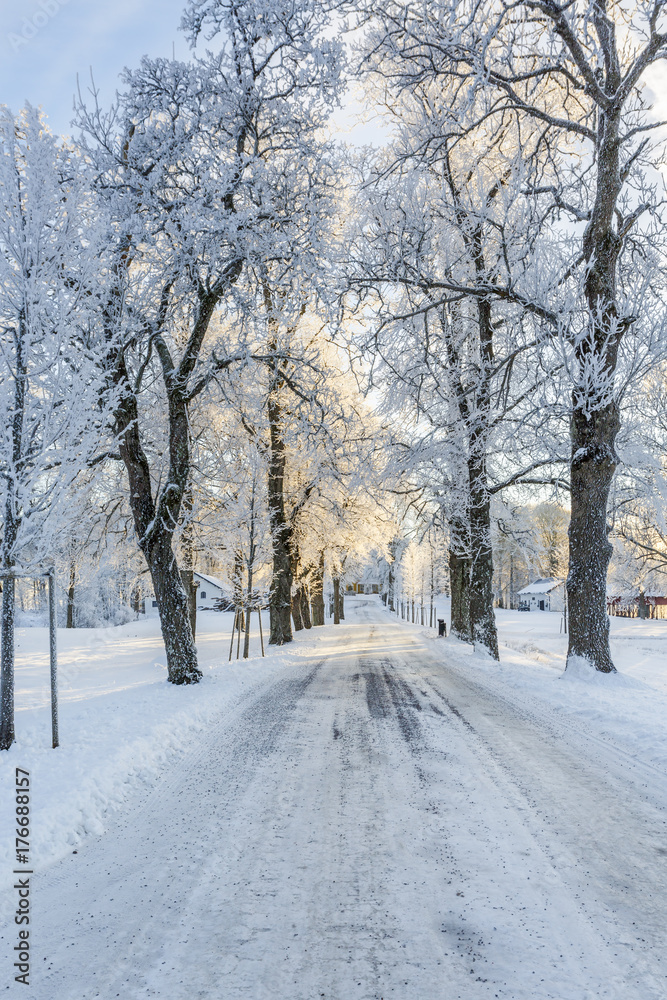 Winter road through a tree avenue with frost and snow Winter road through a tree avenue with frost and snow