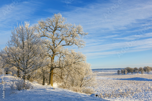 Oak tree in a winter landscape view
