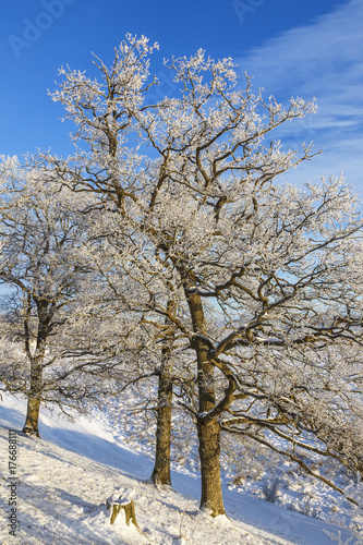 Hoarfrost covered oak trees in a winter landscape