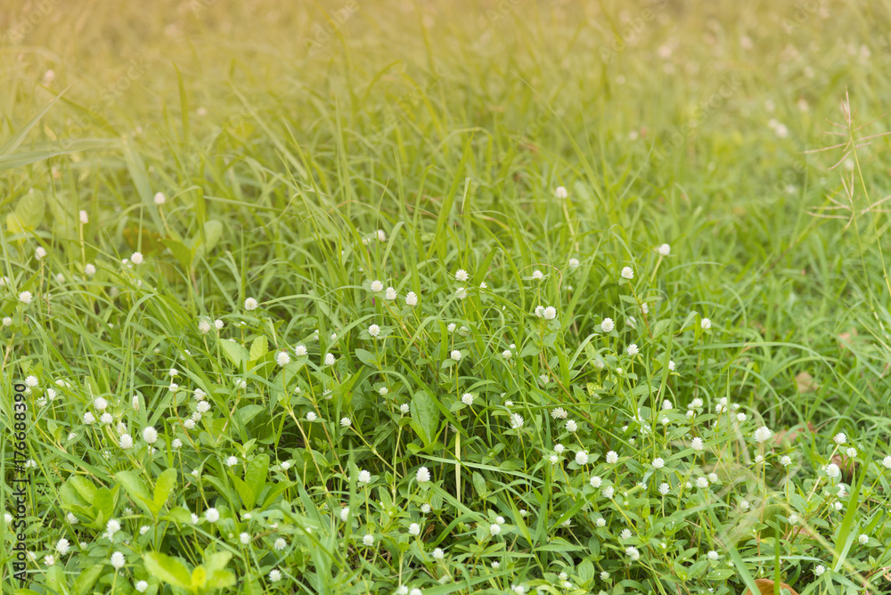 Grass under sunshine on farm. Grass under sunshine on farm.