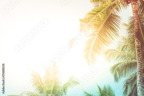 High palms on a tropical beach