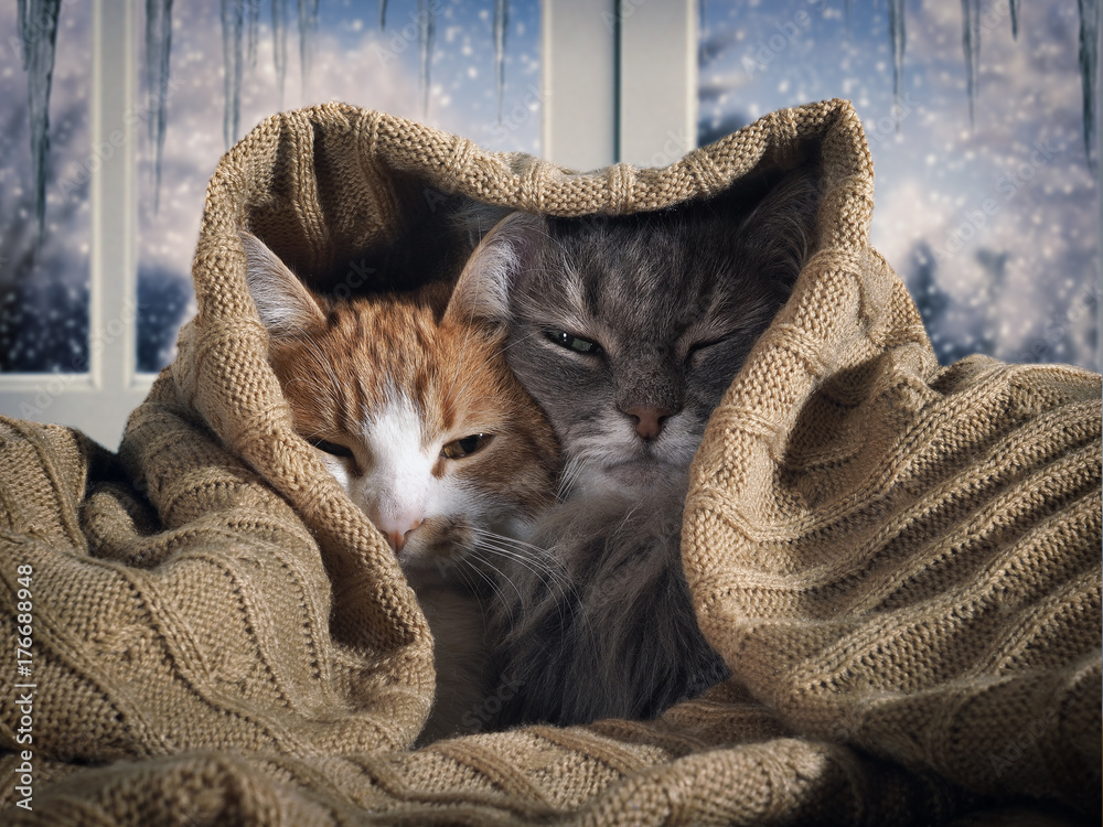 Obraz premium Dwa koty chowają się pod kocem. Na zewnątrz śnieg zimowy. Koncepcja komfortu domu, bezpieczeństwa, ciepła