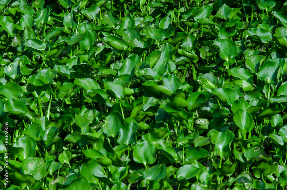 Top view background by green leaves and grass texture on the ground, Green grass on the garden Top view background by green leaves and grass texture on the ground, Green grass on the garden