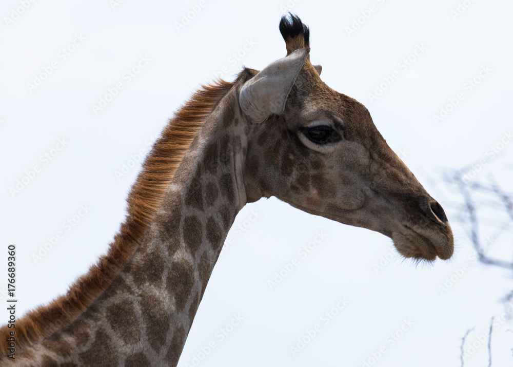 Naklejka premium Kopf einer Giraffe