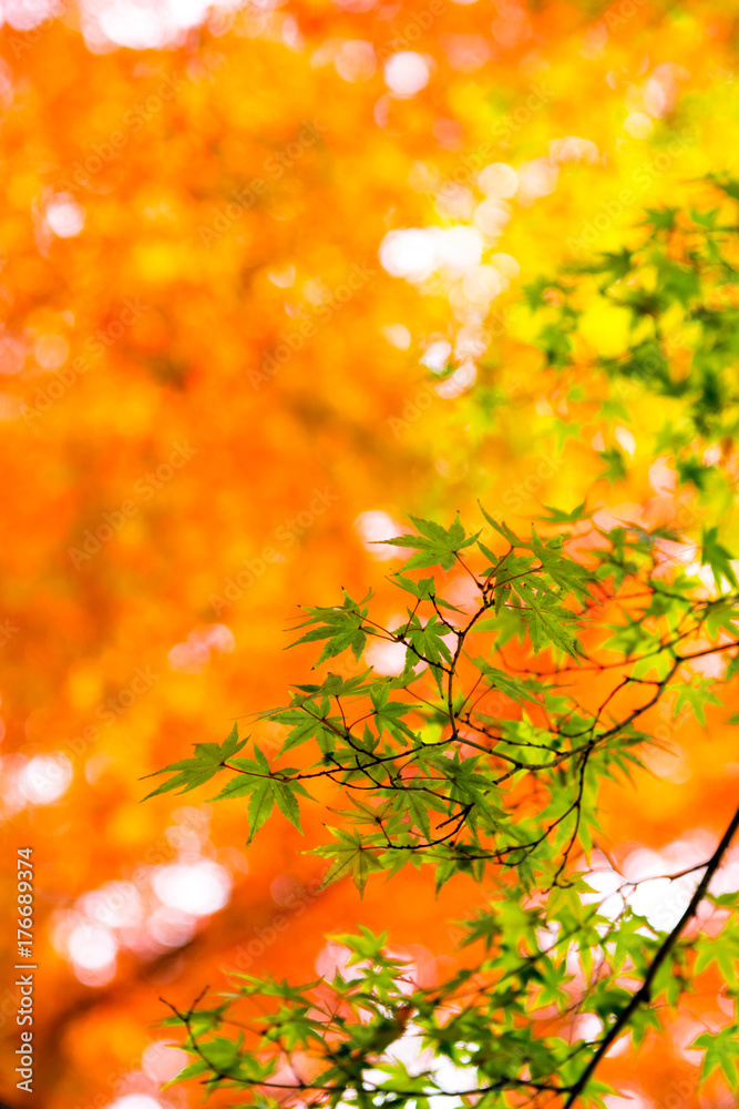 the beautiful autumn color of Japan yellow, green and red maple leaves in autumn season, Japan the beautiful autumn color of Japan yellow, green and red maple leaves in autumn season, Japan