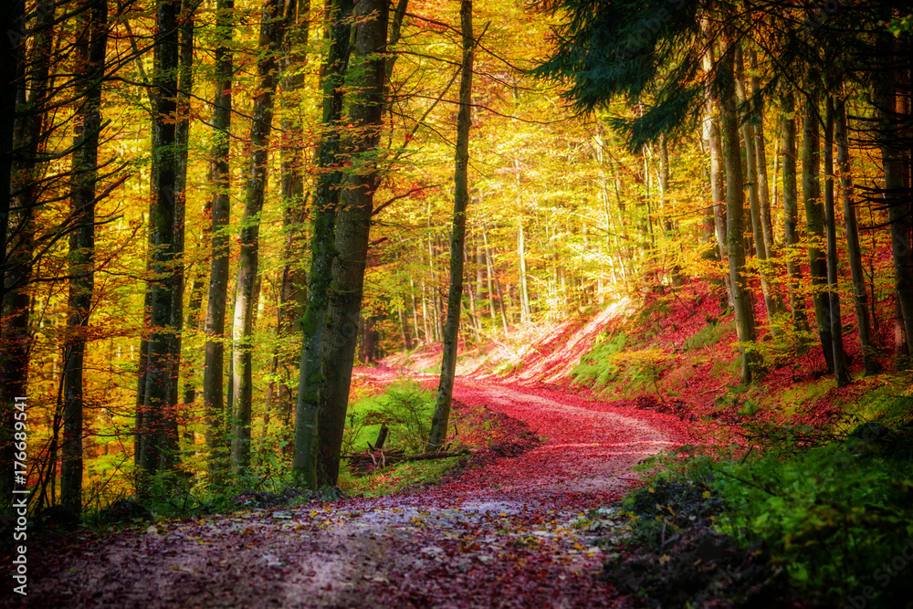 Obraz premium Path in the colorful autumn forest