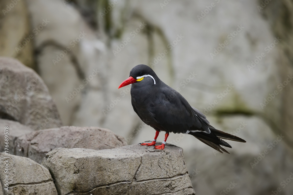 Portrait of ringed Inca Tern birds on rocks in natural habitat environment Portrait of ringed Inca Tern birds on rocks in natural habitat environment