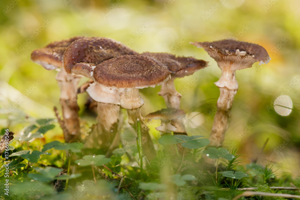 Fototapeta premium Group of small brown mushrooms in the sunny autumn forest