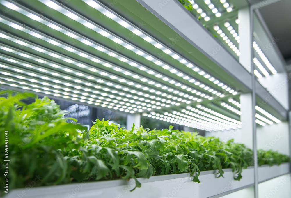 Modern agricultural plant factory