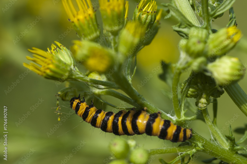 Cinnabar caterpillar (senecio jacobaea)