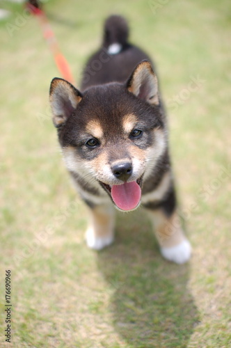 可愛い柴犬 黒柴 の仔犬 Stock Photo Adobe Stock 可愛い柴犬 黒柴 の仔犬 Stock Photo Adobe Stock