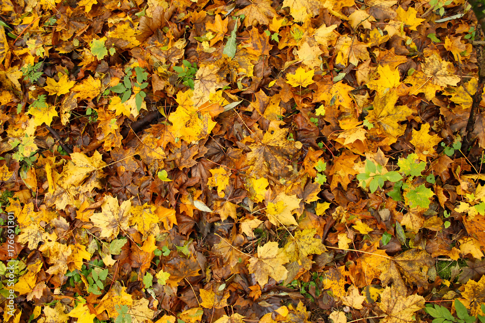 Fallen maple leaves. Autumn background.