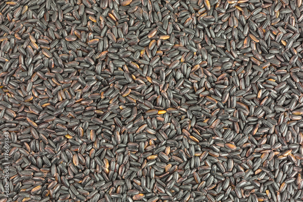 background of black rice - oryza sativa