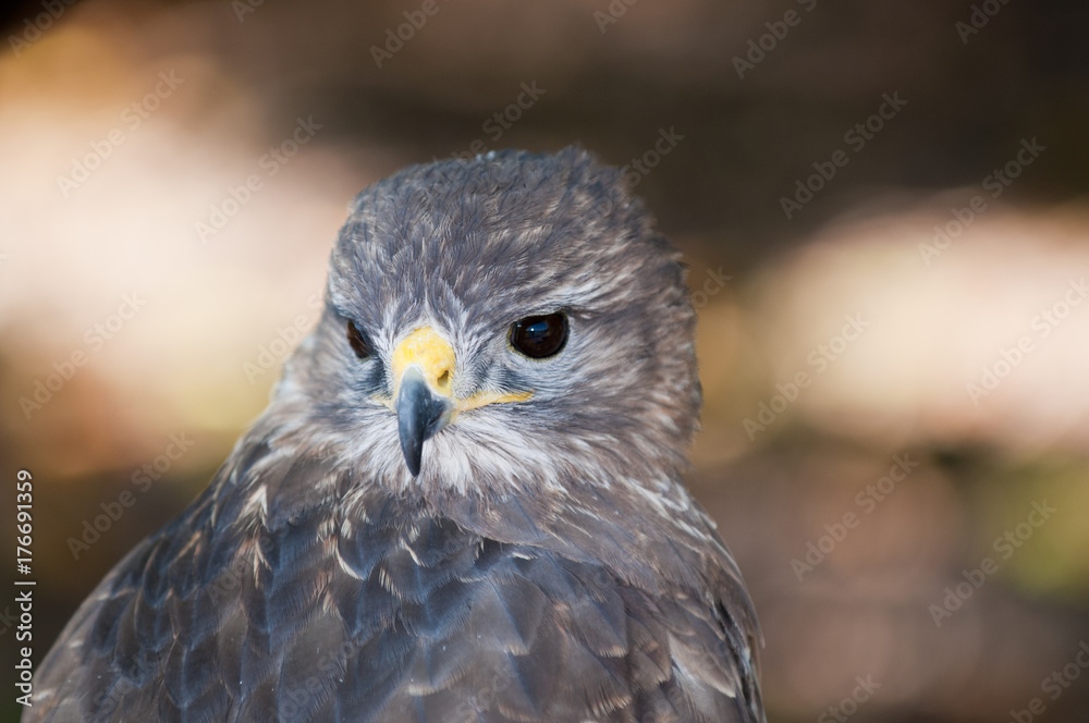 Buzzard (Buteo buteo) Buzzard (Buteo buteo)
